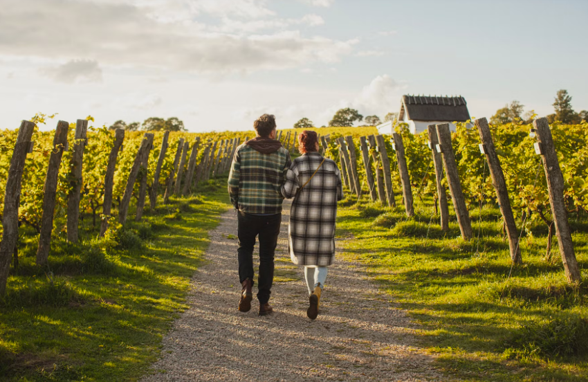 Arilds vingård travelreport